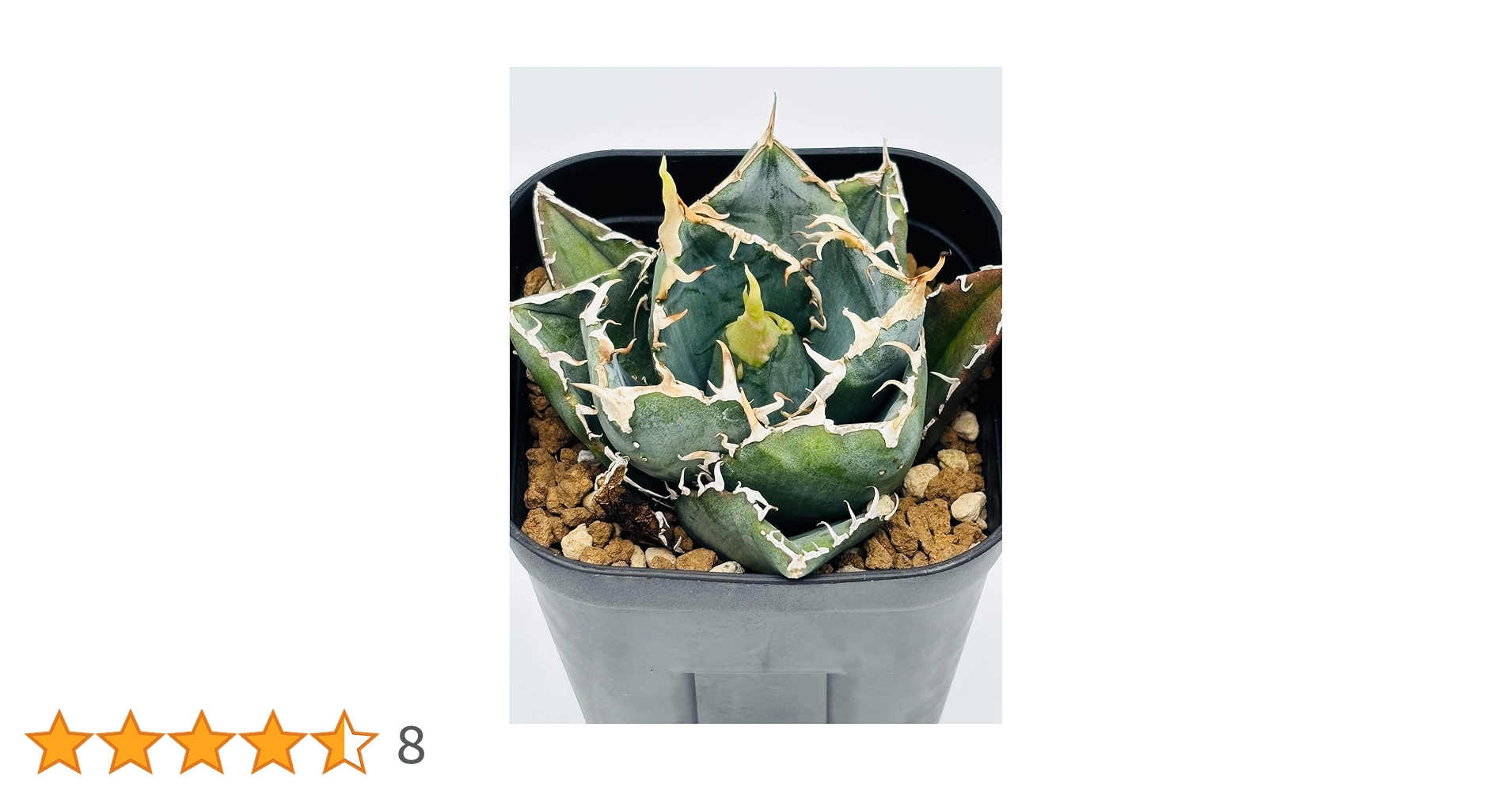 Amazon｜アガベ チタノタ 白鯨/Agave titanota 'White Whale/観葉植物